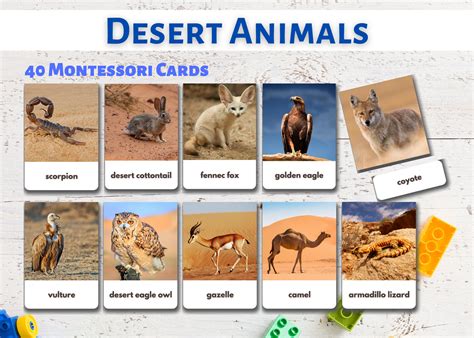 Cartes flash sur les animaux du désert images réelles - Etsy France