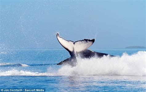 White Wolf : The baby humpback which appears to levitate in incredible snap