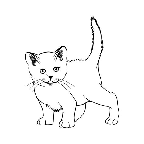 Cat Outline Drawing