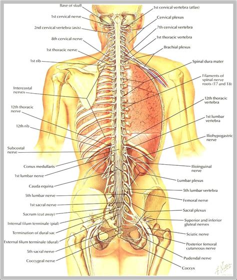 images of the human anatomy | Anatomy System - Human Body Anatomy ...