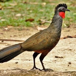 Cracidae | WikiAves - A Enciclopédia das Aves do Brasil