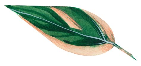 foliage watercolor leaf hand paint 13183715 PNG