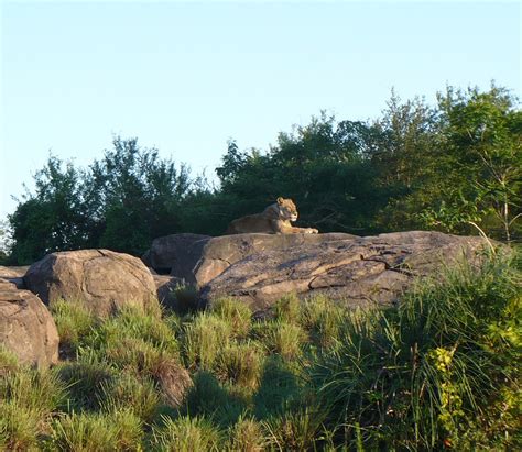 Female Lion Rock · Free photo on Pixabay