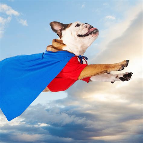 44 Superman Dog Costumes for Your Pup of Steel - Costume Yeti