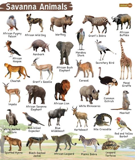 Types Of Animals In The Savanna - Printable Templates Protal