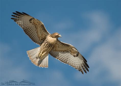 Juvenile Red-tailed Hawk in flight – On The Wing Photography