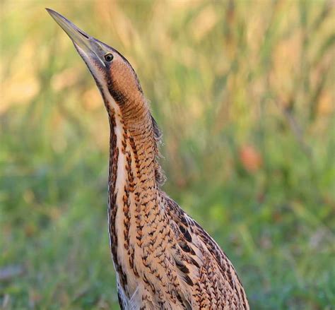 Bittern (Botaurinae) - National Park Wildlife | Alper