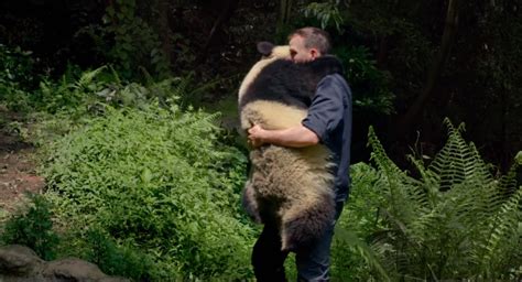 An Affectionate Panda Hugs Her Favorite Human Before Climbing a Tree in the 'PANDAS' IMAX Trailer