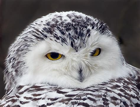 Snowy Owl - Those Eyes Photograph by John Vose - Fine Art America