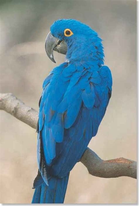 The Hyacinth Macaw is a parrot native to South America and introduced ...