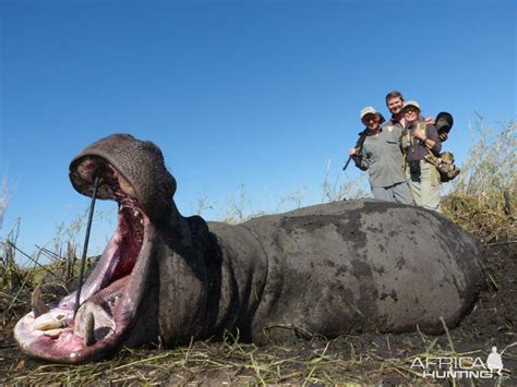 Hunting Hippo in Namibia | AfricaHunting.com