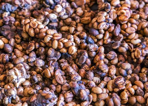Civet Coffee: All About Kopi Luwak Coffee (and the cat that poops it out)!