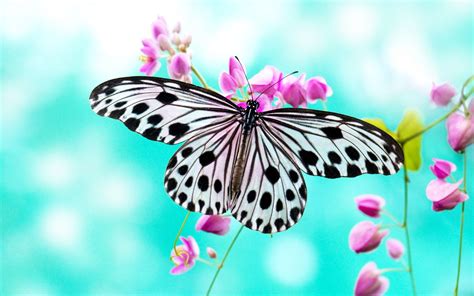 Butterfly Wallpapers HD - Wallpaper Cave