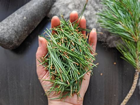 Pine Needle Tea Fresh Scots Pine Needle Herbal Tea - Etsy