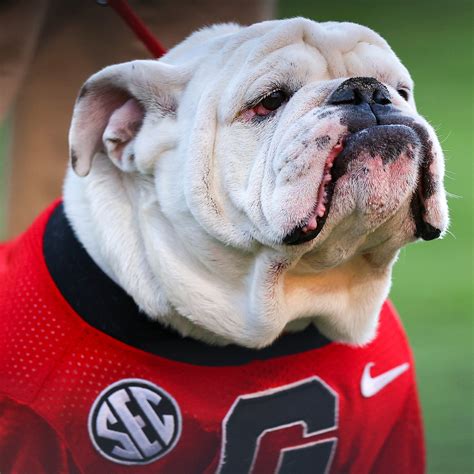 What Is Georgia's Mascot Name? - World Ans