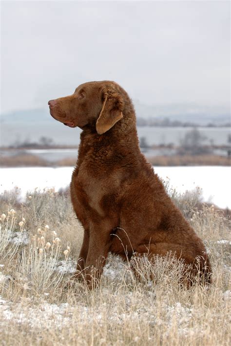 19++ Chesapeake bay retriever puppies information