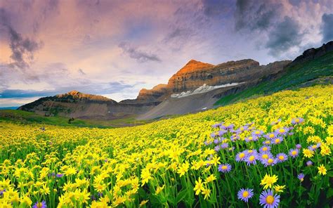 Beautiful Mountain Valley Of Flowers Wallpaper [1920x1200]