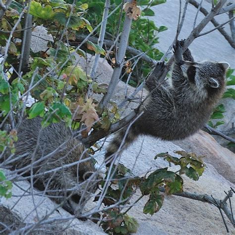 Baby Raccons playing........ | Baby Raccoons being baby Raco… | Flickr