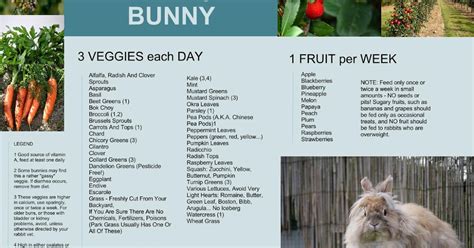 Caring for Your Bunny Rabbit: What fresh vegetables to feed your bunny ...