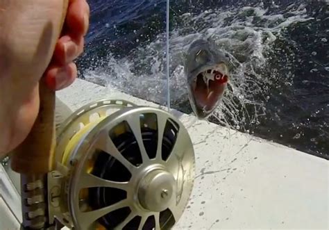 Barracuda smashing a popper - Drowning Worms