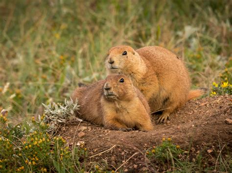 10 Things You Didn’t Know About Badlands National Park - The Rogue Outdoorsman