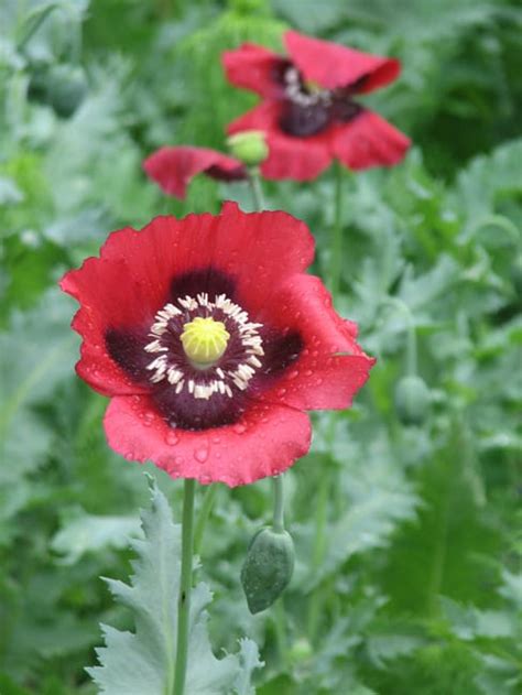 Poppy - Garden Style San Antonio