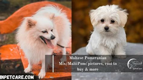 Maltese Pomeranian Mix/MaltiPom: Pictures, Cost To Buy & More