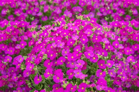 Aubrieta Florado Rose Red, a Perennial with Pink, Wheel-shaped Flowers and Dark Green Leaves ...