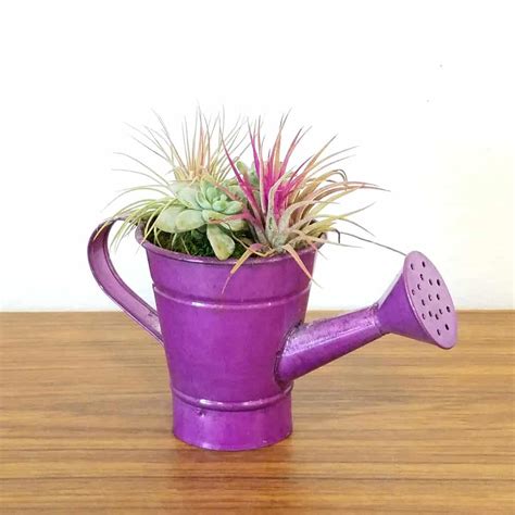 Watering Can Petite With Air Plants & Succulent (Pack: 12) - Wholesale | Eve's Garden, Inc.