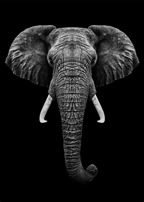 'Elephant head with horns' Poster by MK studio | Displate | Elephant art, Elephant photography ...