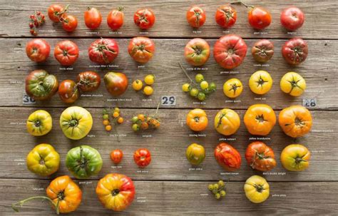 Heirloom Tomatoes [What Are They and Best Varieties] | Family Food Garden