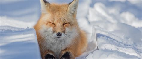 How Canadian Wildlife Survives Winter - Nature Canada