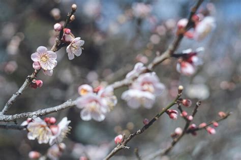 Premium Photo | Photo of clear sky and beautiful plum blossoms plum ...