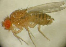 Fruit Flies (Vinegar Flies) - Northeastern IPM Center