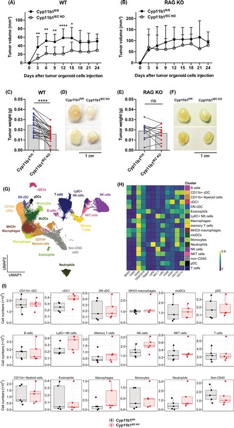 Role of tumour glucocorticoid synthesis in immune evasion of... | Download Scientific Diagram