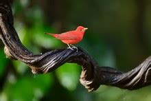 Summer Tanager In Bird Bath Free Stock Photo - Public Domain Pictures
