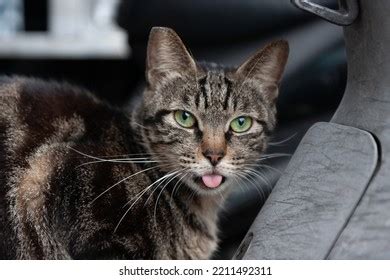 Cute Cat Tongue Out Stock Photo 2211492311 | Shutterstock