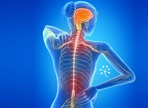 Vagus Cranial Nerve Function