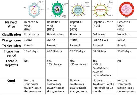 Hepatitis Chart | Hot Sex Picture