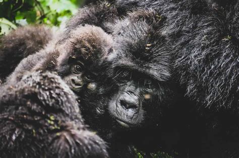 How To Check Gorilla Trekking In Uganda Off The BUCKET LIST