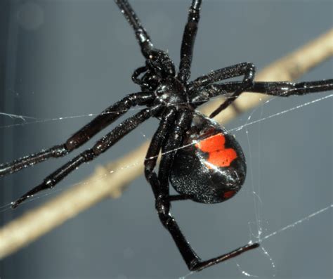 Black Widow Spider: Spiritual Meaning and Symbolism Explained