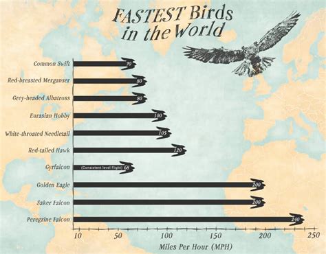 The 10 Fastest Birds Soaring Today's Skies - A-Z Animals