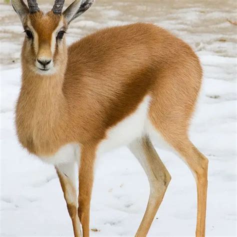 Dorcas Gazelle - Facts, Diet, Habitat & Pictures on Animalia.bio