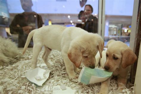 L’Ecosse souhaite interdire la vente de chiots et de chatons dans les ...