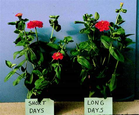 Greenhouse & Floriculture: Photoperiod and Bedding Plants | UMass ...