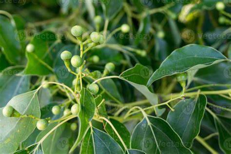 A close up shot of camphor laurel seeds and leaves. Cinnamomum camphora is a species of ...