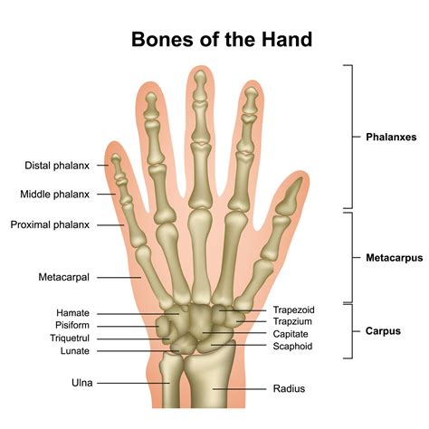 Parts Of The Hand Diagram