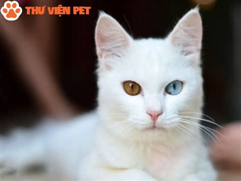 Top 10 Giống Mèo Trắng Xinh Đẹp Dễ Thương - Thư Viện Pet - Trang Chia ...