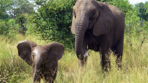 Extreme ivory poaching led to tuskless elephants in Mozambique | NOVA | PBS