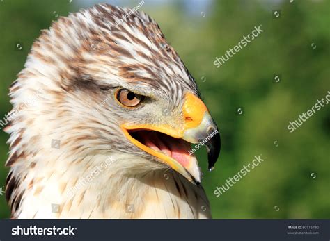 A Bird Of Prey Looking Fierce And Shrieking Stock Photo 60115780 : Shutterstock